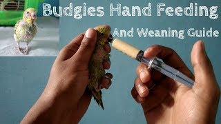 How to hand feed budgie babies  Budgies Hand Feeding And Weaning Guide  Hindi [upl. by Sukey]