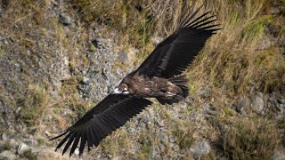 Cinereous vulture [upl. by Ansaev833]