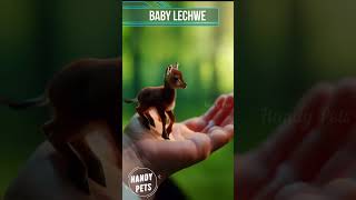 Tiny 🤏 Baby 🍼 Lechwe 🦌 lechwe shorts short shortvideo ytshorts handypets [upl. by Atekin607]