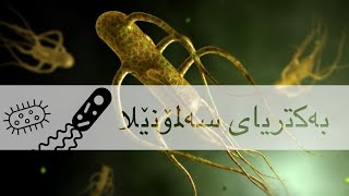 Salmonella Bacteria بەکتریای سەلمۆنێلا [upl. by Feriga]