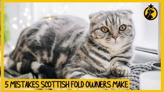 5 Common Mistakes Scottish Fold Cat Owners Make [upl. by Enirolf853]