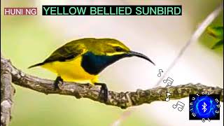 YELLOW BELLIED SUNBIRD aka OLIVEBACKED SUNBIRD SOUND CALLS huntsmanph [upl. by Elleinahc387]