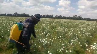 Managing PYRETHRUM FOR PROFITS [upl. by Kaliope]