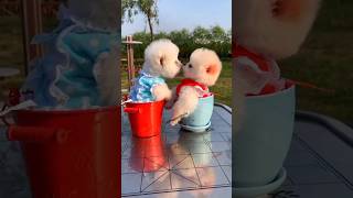 Tea cup puppy price in India  Best dog price in India  Teacup Pomeranian videos teacup price [upl. by Olemrac714]