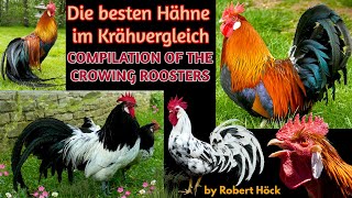 Compilation of crowing roosters Serveral breeds Silkie Langshan Faverolles Marans Pekin bantam [upl. by Anawd]