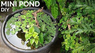 Simple DIY mini pond anyone can build  Walstad style mini pond with floating plants and fish [upl. by Gerald165]