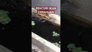 KETANGKAP BASAH PENCURI IKAN DI KOLAM [upl. by Xanthe576]