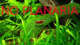 Using No Planaria [upl. by Anastasio373]