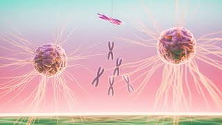 Interphase cell cycle [upl. by Tegdirb]