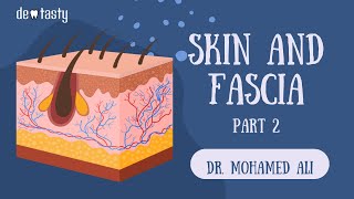 Skin amp fascia anatomy part 2 [upl. by Etirugram]