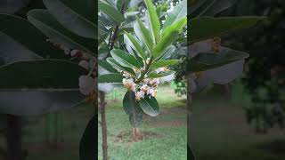 Flowers of Calophyllum inophyllum in State Botanical Garden [upl. by O'Kelly]