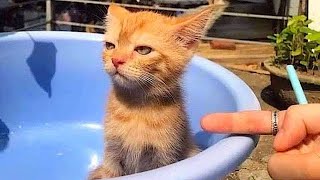 New Funniest Cats And Dogs Videos 😁 Best Of The 2024 Funny Animal Videos 😁  Cutest Animals Ever [upl. by Toney]