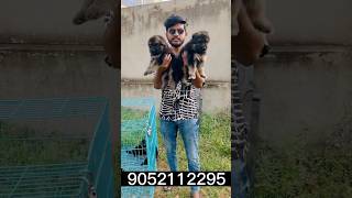 Do subscribe German shepherd puppies 🐶 available7995566465 shorts germanshepherd [upl. by Eetsim]