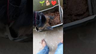 German Shepherd Planting 🌱🐕  germanshepherd shorts ytshorts viralshort doglover pets [upl. by Elohcim]