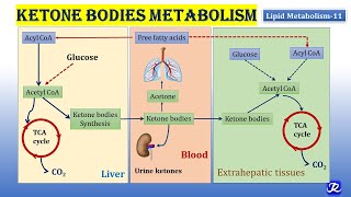 11 Ketone bodies Metabolism  Lipid Metabolism11  Biochemistry  NJOY Biochemistry [upl. by Nileuqay]