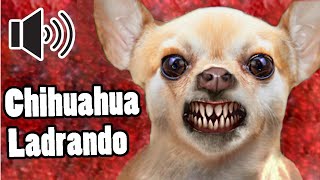 Ladridos de perros chihuahuas  Sonido de 6 ladridos [upl. by Cis]