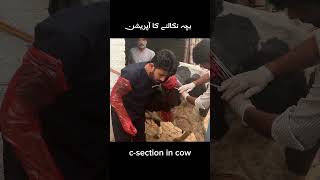 csection cow caesarean section cow cow animalmedicine cowgoat farming animalhealthcare [upl. by Frierson]