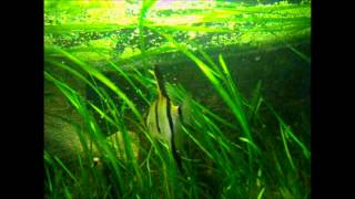 Pterophyllum scalare [upl. by Qidas]