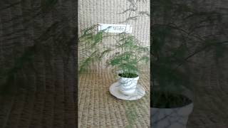 Plumosa fern from my Online Plant Nursery in Phoenix AZ [upl. by Keisling]