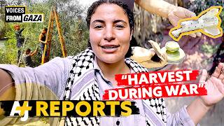 Its Bisan From Gaza And Were Picking Olives In A Genocide [upl. by Hey]