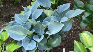 How To Grow Hostas In Containers [upl. by Leasi]