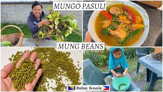 Šta je mungo pasulj i kako ga kuhaju na filipinima  How to cook mung beans  Ginisang Monggo [upl. by Iz]