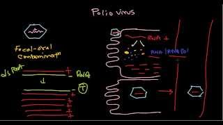 Polio virus life cycle [upl. by Card]