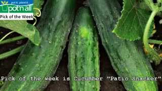 Cucumber quotPatio SnackerquotPick Of The Week Aug 1723rd August [upl. by Posehn463]