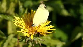 Northern Grass Yellow Butterfly Sips Floral Nectar of Common Dandelion 240fps [upl. by Asilegna]