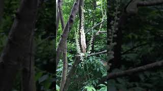 Actaea racemose Black Cohosh or Bugbane [upl. by Nospmis]