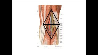 anatomie de la région poplitée [upl. by Atiugram]