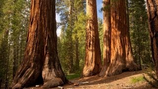 The Redwood Trees  World Tallest Trees [upl. by Godfree671]