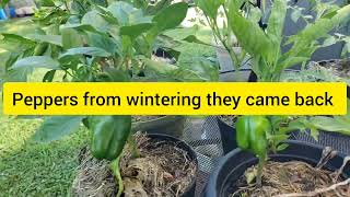 How to care wintering peppers new peppers to have fruits viral garden video peppers youtube [upl. by Adnohrahs589]