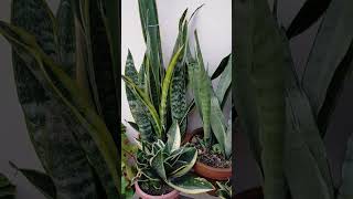 Snake Plant Carevarieties of snake plantgardening sansevieria [upl. by Bough]