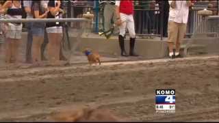 Emerald Downs Wiener Dog Races [upl. by Nahtanod]