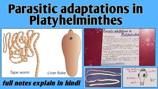 Parasitic adaptations in platyhelminthes or Flatworms  Bsc notes [upl. by Llerrit515]