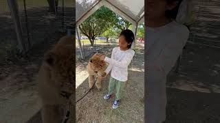 A dayout with Alpacas alpacafarm cuteanimals animallover farmanimals texas [upl. by Carolina]