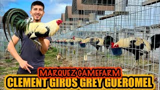 Clement Giros Grey Gueromel  MARQUEZ GAMEFARM [upl. by Mohsen]