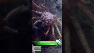 Japanese Golden Crab Giant Isopods and More [upl. by Eelrahs363]