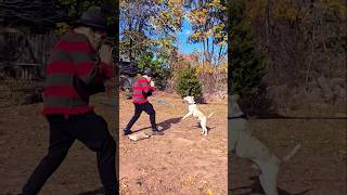 Pit Bull ATTACKS Freddy Krueger [upl. by Goulet]