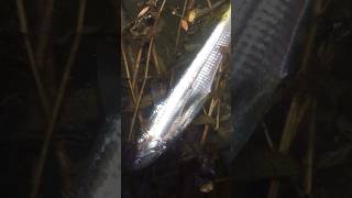 This fish is Yangtze saury a very rare species Have you seen it [upl. by Eelymmij]