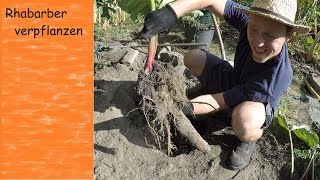 Rhabarber verpflanzen und teilen  VLOG  Tagebuch eines Gärtners  Urban Gardening [upl. by Aleit765]