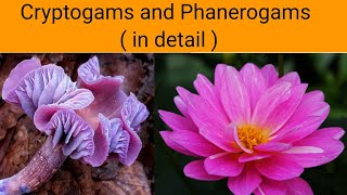 Cryptogams and Phanerogams  in detail   Classification of Plants [upl. by Estelle919]