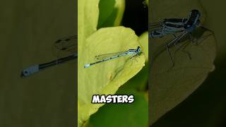 The Insane Flight of the Damselfly shorts animalfacts sciencefacts shortsviral animals bugs [upl. by Eimmat]