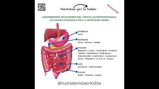 ASSORBIMENTO DEI NUTRIENTI NEL TRATTO GASTROINTESTINALE [upl. by Meehaf723]