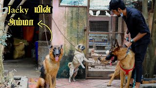 Jacky அம்மாவ பார்க்க போறான் 💙  Visiting Jackys Mother  GERMAN SHEPHERD [upl. by Hussein]