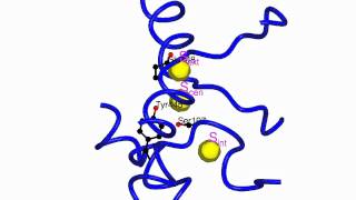 CLC chloride channel  transporter [upl. by Early]