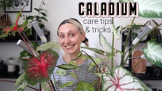 CALADIUM CARE TIPS amp TRICKS [upl. by Garratt463]