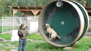 Alaskan Husky Exercise Wheel [upl. by Bardo]