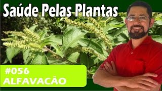 Saúde Pelas Plantas  Alfavacão peitoral antigripal expectorante repelente [upl. by Rosner]